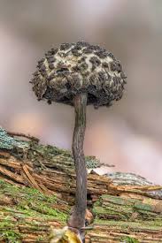 Attēlu rezultāti vaicājumam “Strobilomyces strobilaceus”