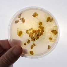 Attēlu rezultāti vaicājumam “Physarum luteolum spores”