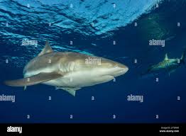 Image result for Carcharhinus perezii