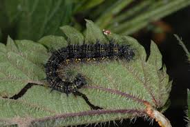 Attēlu rezultāti vaicājumam “Aglais urticae”