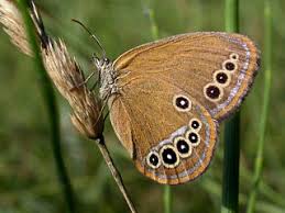 Attēlu rezultāti vaicājumam “Coenonympha hero underside”