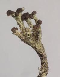 Attēlu rezultāti vaicājumam “Cladonia ramulosa”