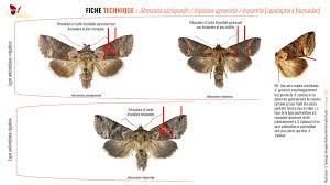 Attēlu rezultāti vaicājumam “Abrostola tripartita”