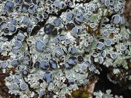 Attēlu rezultāti vaicājumam “Physcia aipolia”