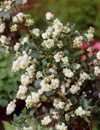 Attēlu rezultāti vaicājumam “Symphoricarpos albus flower”