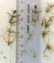 Attēlu rezultāti vaicājumam “Chara aspera male”