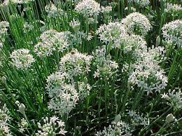 Image result for Allium tuberosum