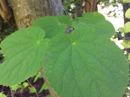 Attēlu rezultāti vaicājumam “Catalpa ovata leaf”