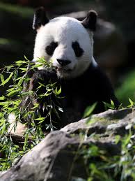Résultat de recherche d'images pour "pandas"