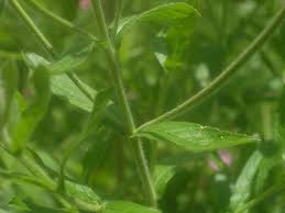 Attēlu rezultāti vaicājumam “Epilobium hirsutum leaf”