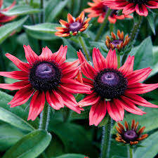 Image result for Rudbeckia Paradisio