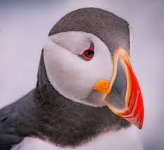 Image result for Fratercula arctica