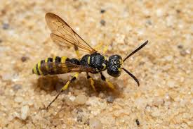 Attēlu rezultāti vaicājumam “Cerceris arenaria”