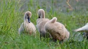 Attēlu rezultāti vaicājumam “Cygnus olor juvenile”