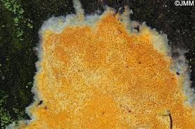 Attēlu rezultāti vaicājumam “Hapalopilus aurantiacus”