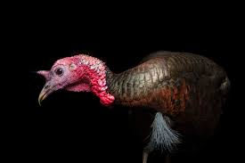 Attēlu rezultāti vaicājumam “Meleagris male”