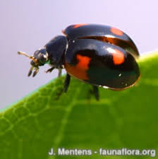 Attēlu rezultāti vaicājumam “Adalia bipunctata”