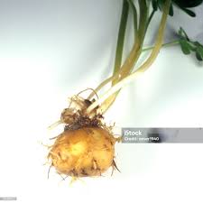 Attēlu rezultāti vaicājumam “Corydalis cava fruit”