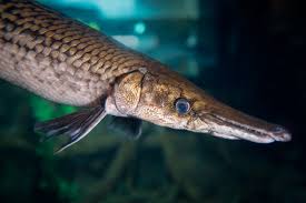 Image result for Garstang A S C