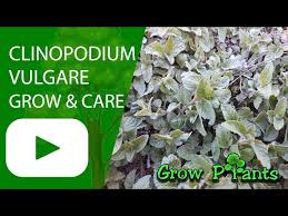 Attēlu rezultāti vaicājumam “Clinopodium vulgare fruit”