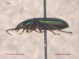 Attēlu rezultāti vaicājumam “Poecilus lepidus”