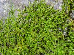 Attēlu rezultāti vaicājumam “Conardia compacta”