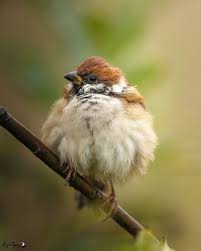 Image result for Passer montanus