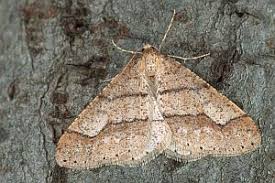 Attēlu rezultāti vaicājumam “Agriopis marginaria”