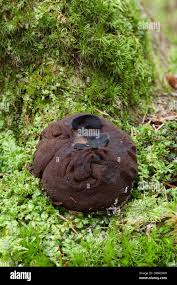 Attēlu rezultāti vaicājumam “Sarcosoma globosum”