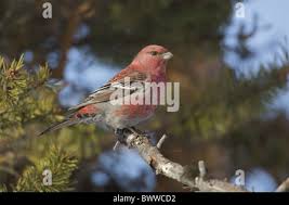 Attēlu rezultāti vaicājumam “Pinicola enucleator adult”
