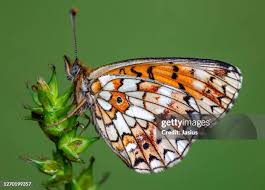Attēlu rezultāti vaicājumam “Clossiana selene underside”