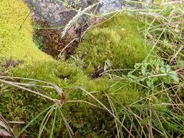 Attēlu rezultāti vaicājumam “Distichium capillaceum sporophyte”