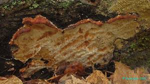 Attēlu rezultāti vaicājumam “Sarcoporia polyspora”