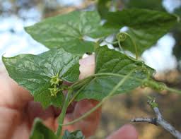 Attēlu rezultāti vaicājumam “Bryonia alba leaf”
