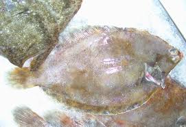 Image result for Microstomus kitt