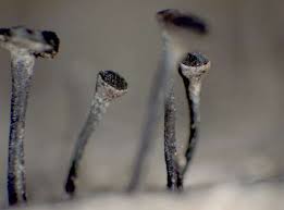 Attēlu rezultāti vaicājumam “Calicium salicinum”