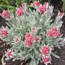 Image result for Helichrysum subulifolium