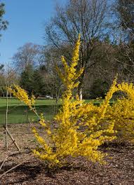 Attēlu rezultāti vaicājumam “Forsythia intermedia”