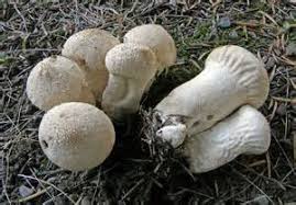 Attēlu rezultāti vaicājumam “Calvatia excipuliformis”