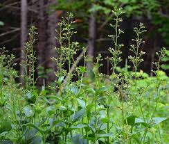 Attēlu rezultāti vaicājumam “Scrophularia nodosa”