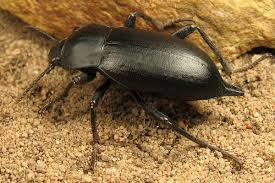 Attēlu rezultāti vaicājumam “Blaps mortisaga”