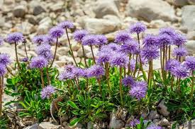 Image result for scabiosa caucasica