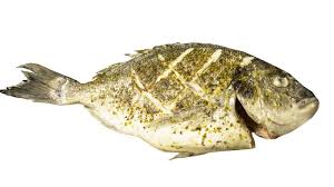 Image result for Sparus aurata