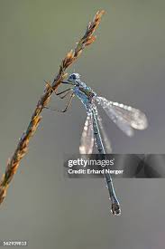 Attēlu rezultāti vaicājumam “Lestes sponsa”