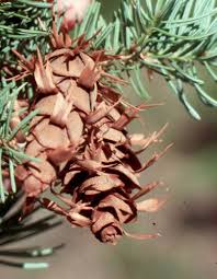 Attēlu rezultāti vaicājumam “Pseudotsuga menziesii fruit”