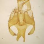 Attēlu rezultāti vaicājumam “Scythris limbella”