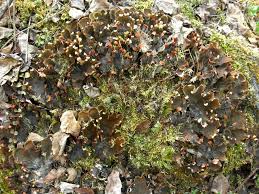 Attēlu rezultāti vaicājumam “Peltigera canina”