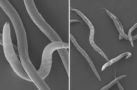 Attēlu rezultāti vaicājumam “Comatricha elegans var. microspora”