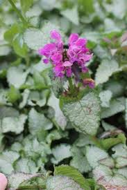 Attēlu rezultāti vaicājumam “Lamium maculatum flower”