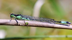 Attēlu rezultāti vaicājumam “Coenagrion armatum male”